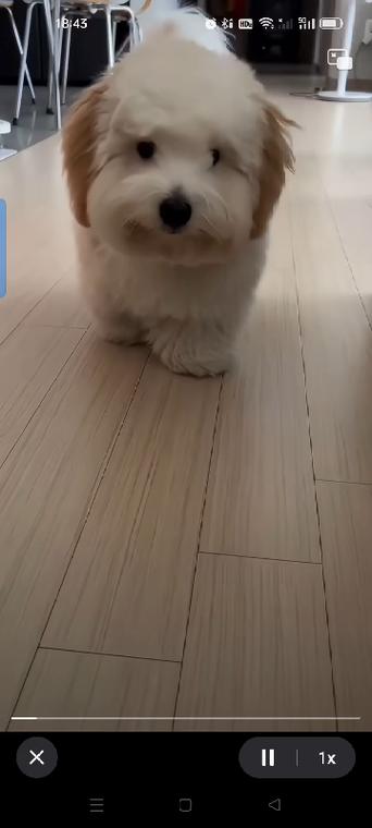 小狗赚钱
