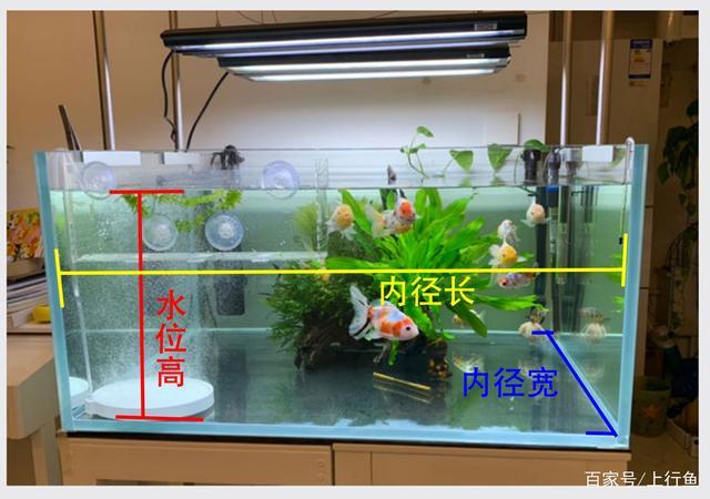 鱼缸水位高度多少合适