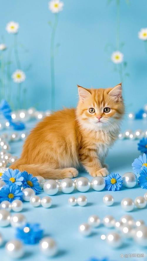 一只小猫咪