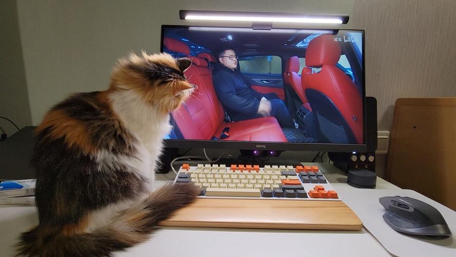 猫看电视能看懂吗