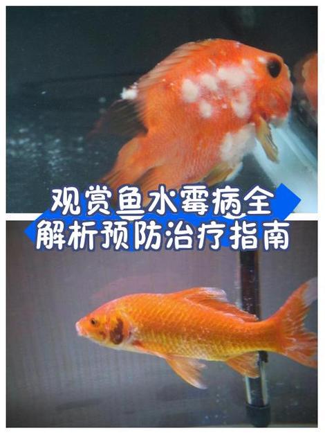 鱼缸水霉病最佳消灭方法