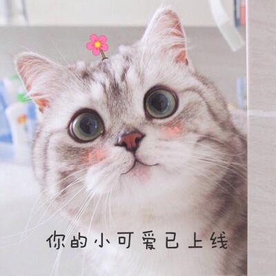 你的小可爱联系表情包