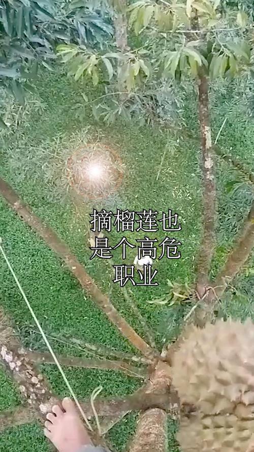 接榴莲有被砸死的吗