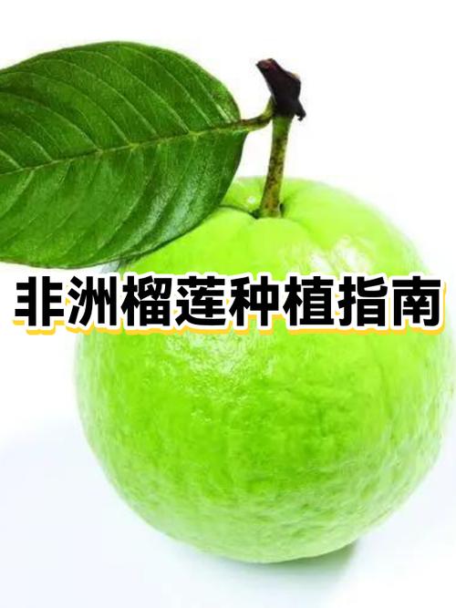 坦桑尼亚能种榴莲吗