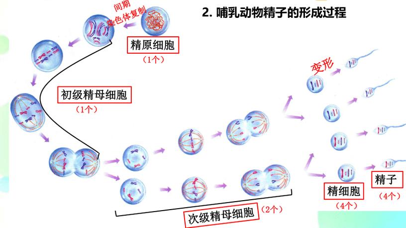 精子形成过程