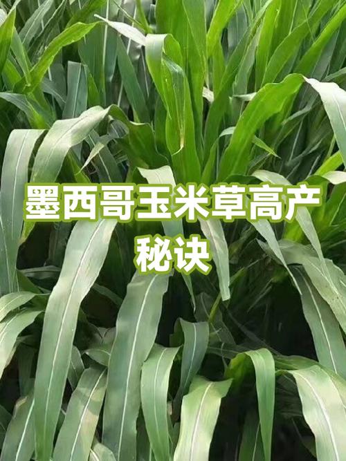 墨西哥玉米草种植方法