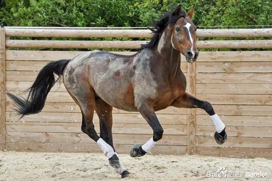 荒野大镖客2深骝纯血马
