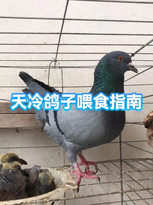 画眉鸟不吃鸟食是不是不和喂