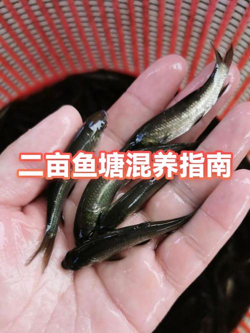 二亩地养锦鲤挣钱吗