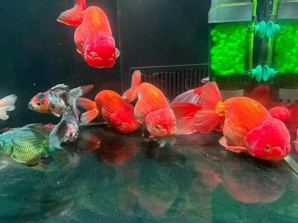 鱼趴缸底是什么原因