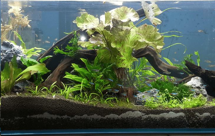 鱼缸新换的水还是浑浊