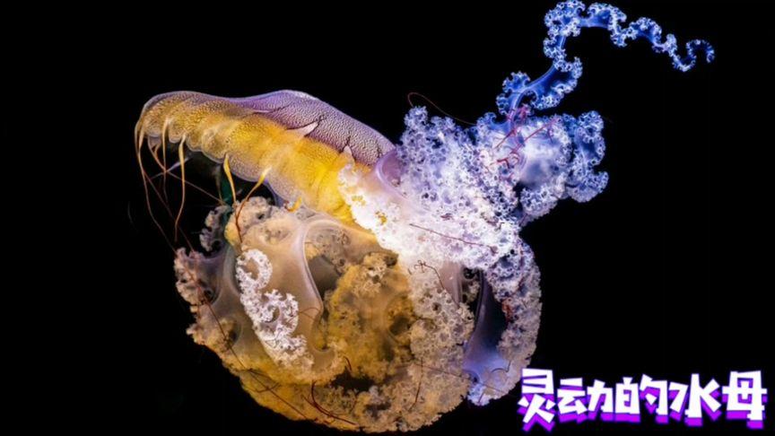 水母的动画片