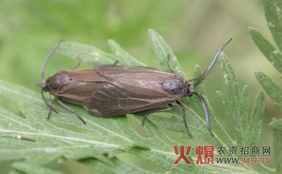 星TV授权码入口在哪里
