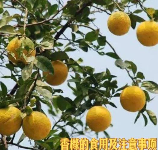 枳实主治什么病