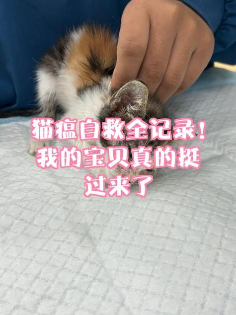 猫瘟吐和正常吐的区别