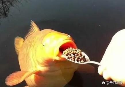 鱼不吃食一招教你解决