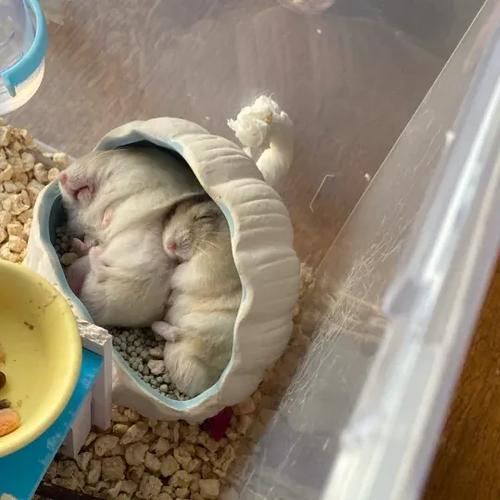 仓鼠的安全合笼条件