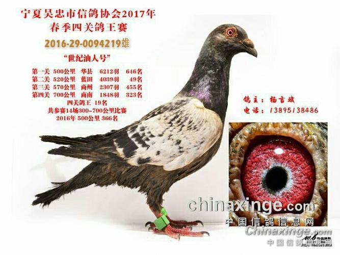 中信网信鸽查询