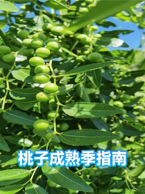 桃子几月吃最好