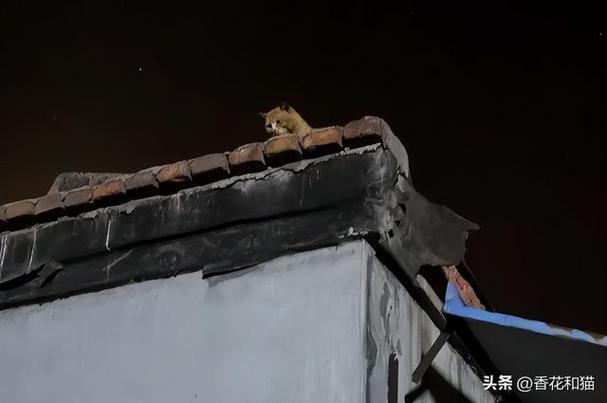 晚上有猫叫千万小心