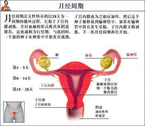 有月经就有生育能力吗
