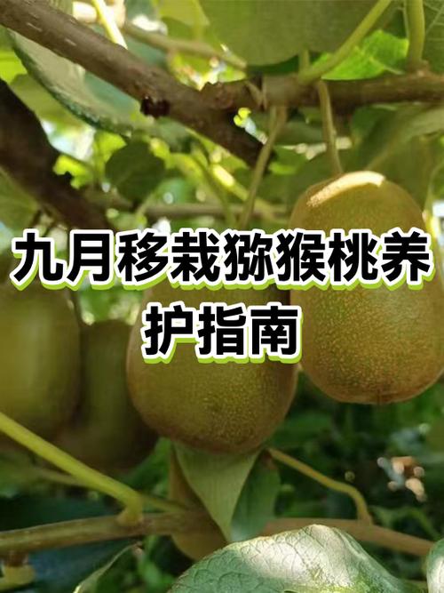 猕猴桃为何不能乱栽