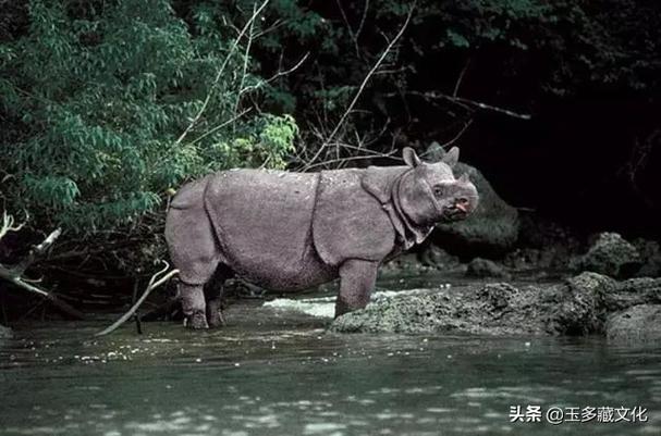 犀牛长什么样子图片