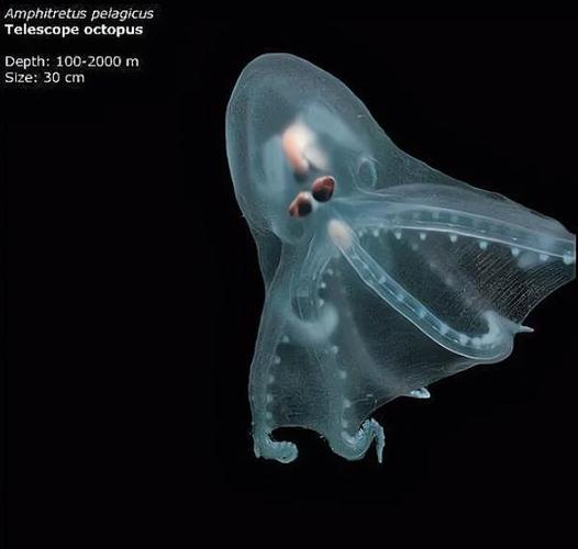 八爪鱼Octopus