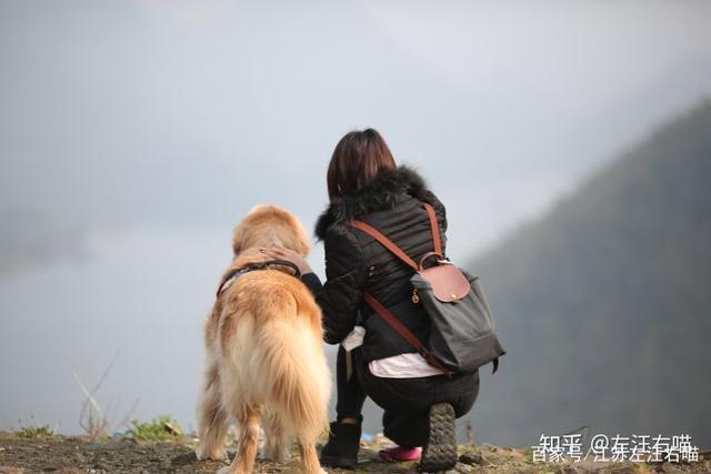 牵着狗狗去旅行最新版本