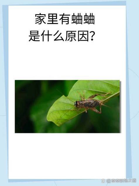 高层楼房有蛐蛐是好事吗