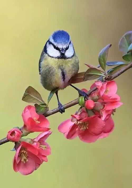 家里来鸟什么预兆