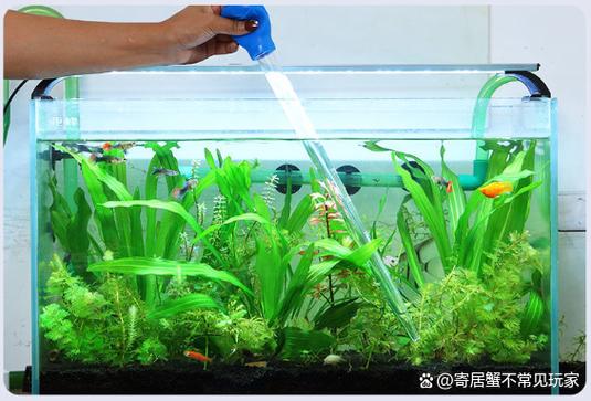 清理鱼缸粪便妙招