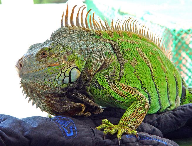 蜥蜴iguana