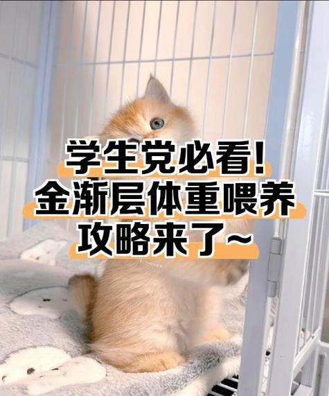金渐层一岁多少斤正常