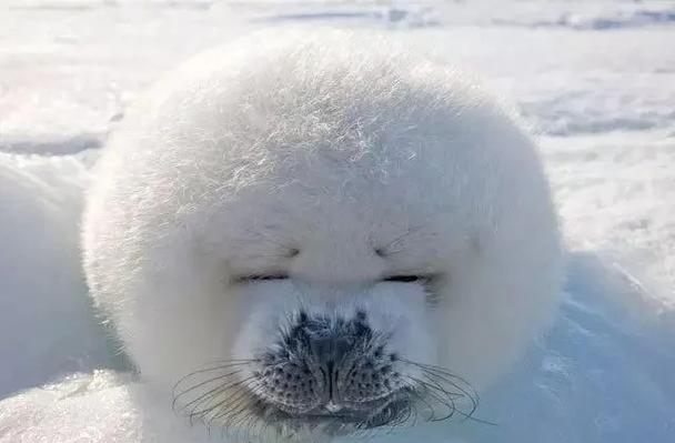 海豹图片