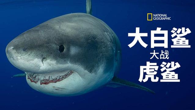 虎鲨 大白鲨