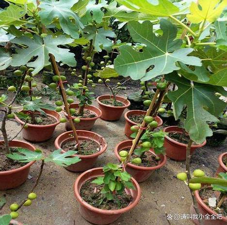无花果播种视频