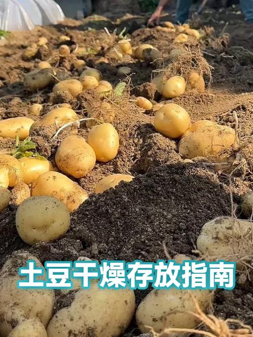 土豆的保存最佳方法