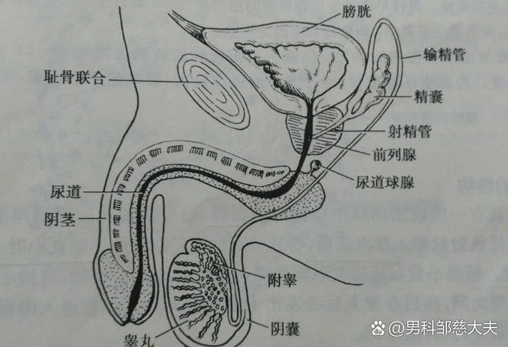 如何产生精子