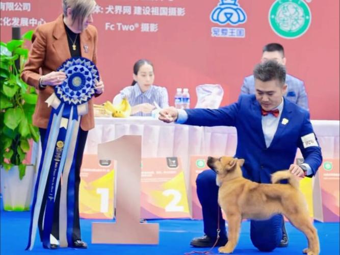 国内狗狗比赛有什么赛事