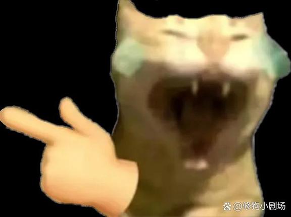 猫meme搞笑视频大全