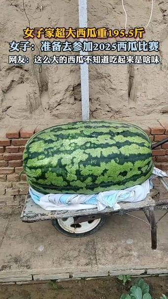 免费视频大西瓜