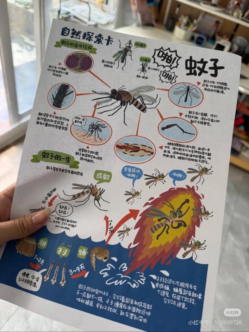 抖音蚊子先生说