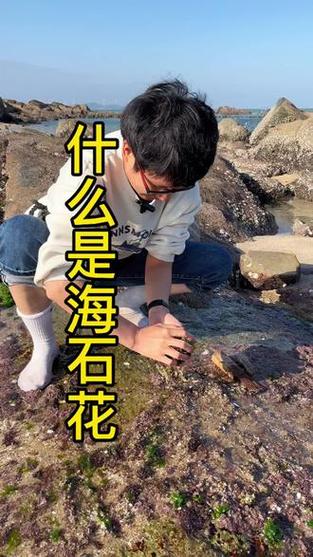 海底石花图片