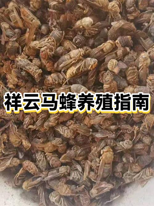 我想养马蜂应具备哪些条件