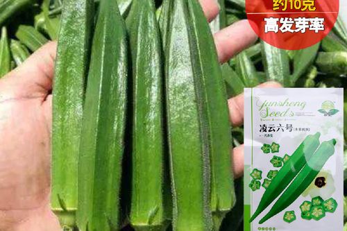 黄秋葵和绿秋葵一样吗