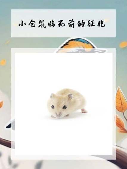 小仓鼠临死前的征兆
