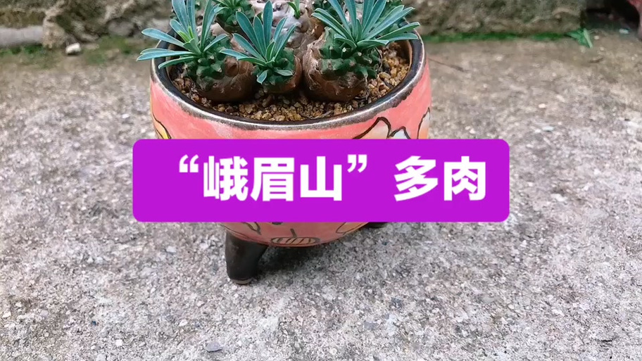 玄峨眉强还是冰峨眉强