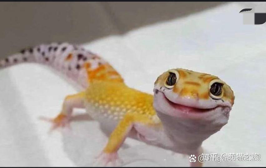 蜥蜴认主人吗