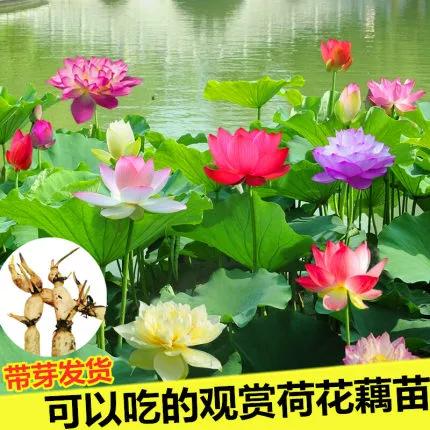 观赏荷花种苗
